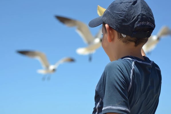 little boy watching seagulls in the sky