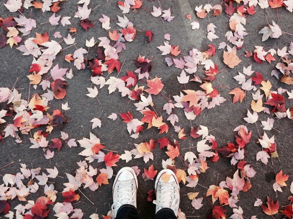 Colorful fall leaves on ground