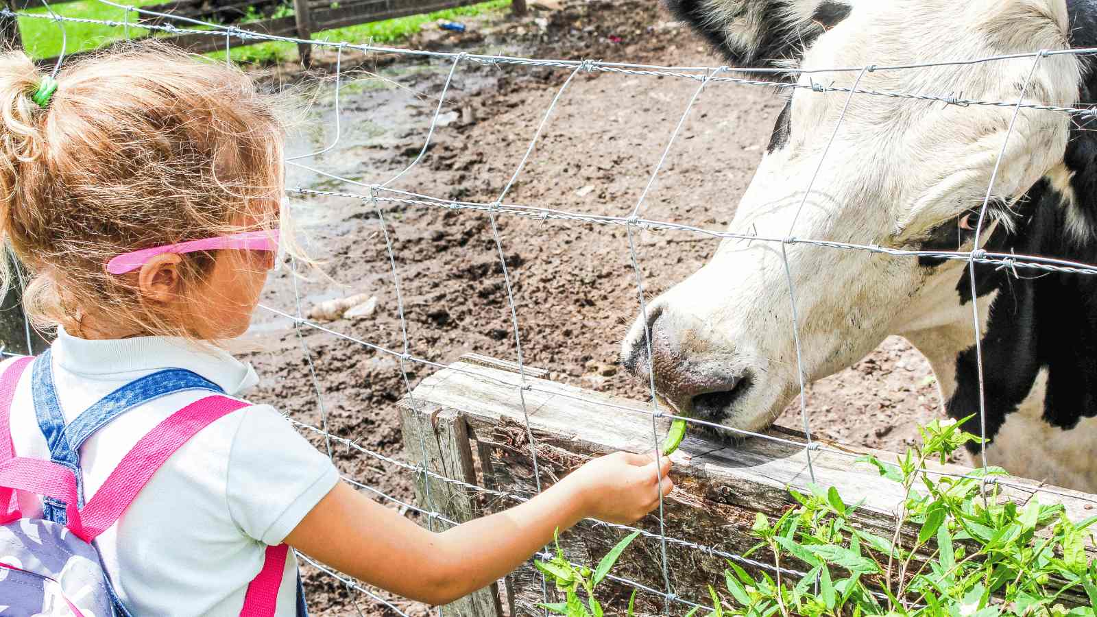 educational field trip ideas for preschoolers